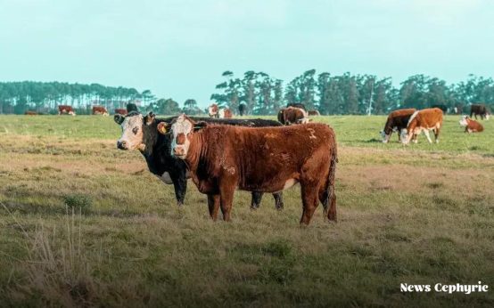 How to Invest in Commodities for Diversification: A Beginner's Guide