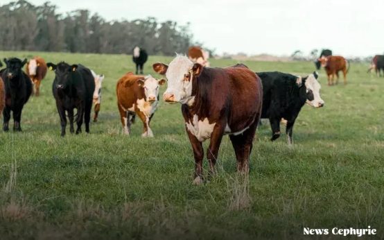 The Importance of a Financial Accountability Partner: Your Key to Success